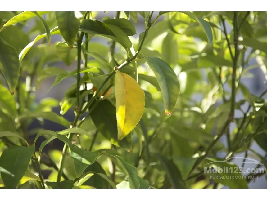 2025 Jaecoo J7 AWD SUV