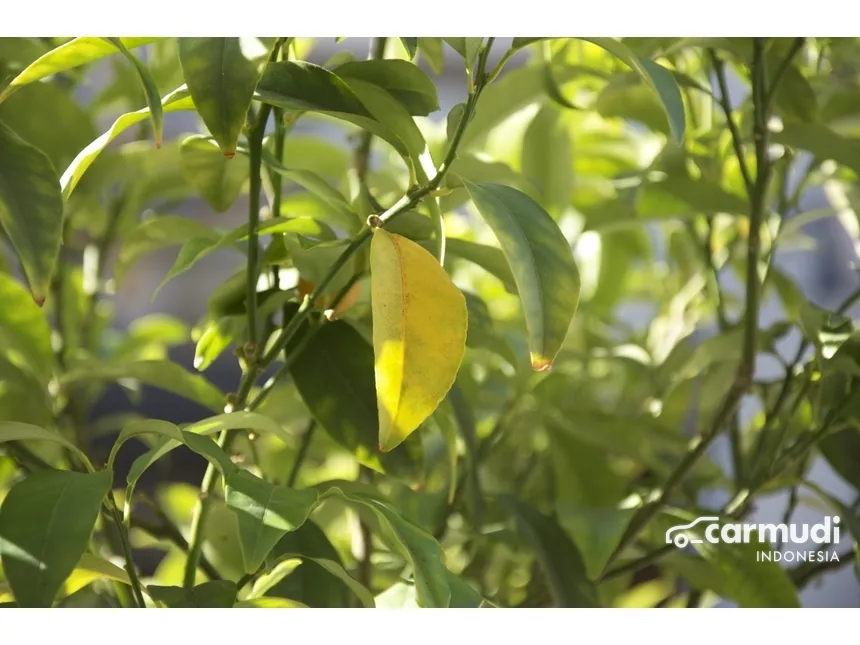 2025 Jaecoo J7 AWD SUV